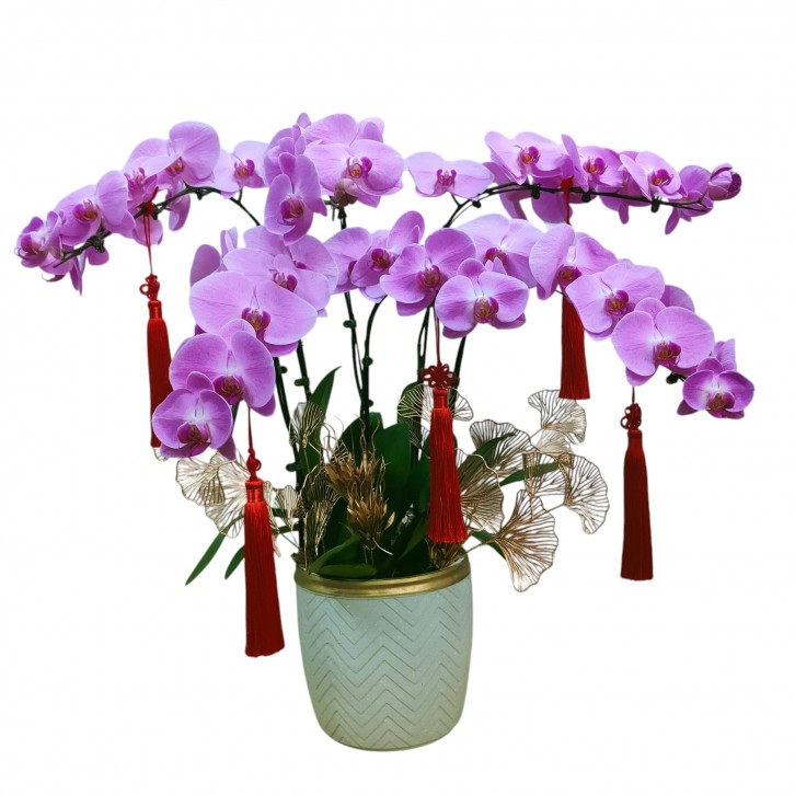 Phalaenopsis orchid CNY 2025 Special