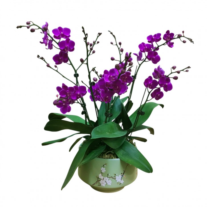 Phalaenopsis orchid CNY 2025 Special