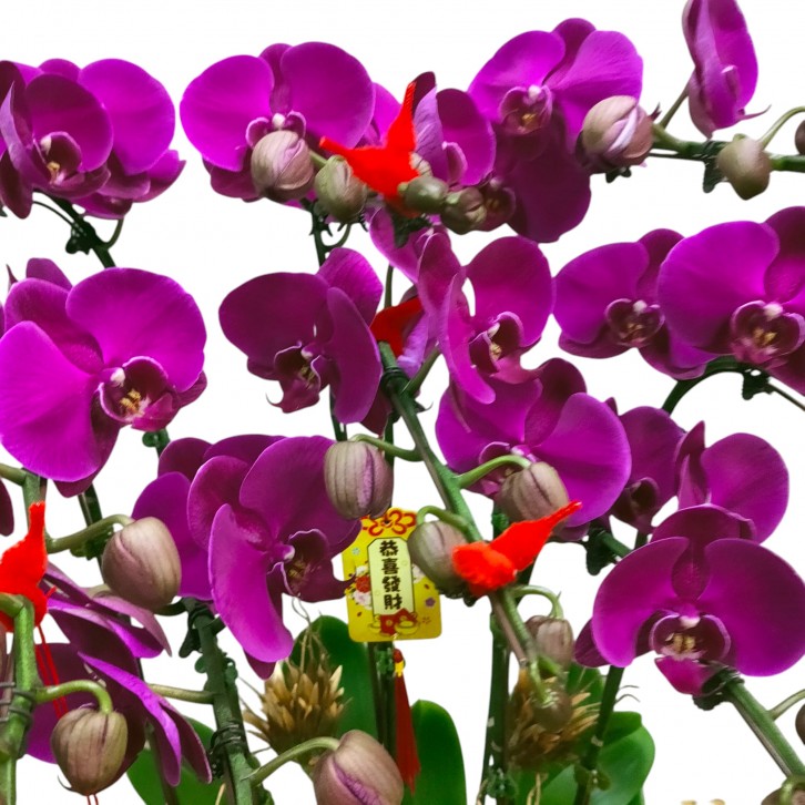 Phalaenopsis orchid CNY 2025 Special