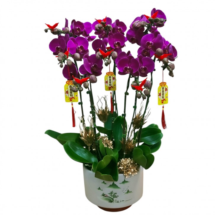 Phalaenopsis orchid CNY 2025 Special