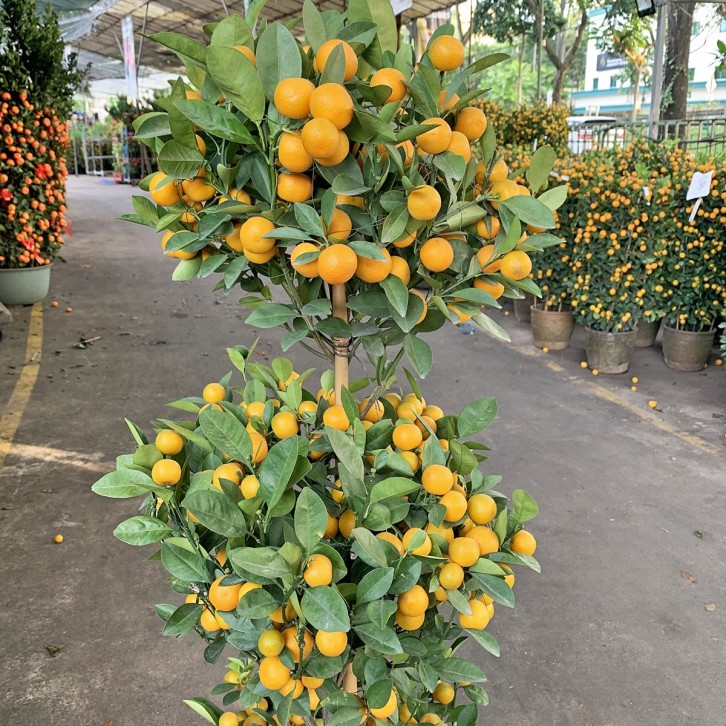 PREMIUM Kumquat 5-tier x 150cm(H) 四季桔 Four Season Lime