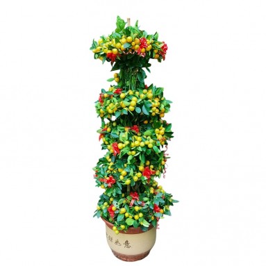 PREMIUM Kumquat 5-tier x 150cm(H) 四季桔 Four Season Lime
