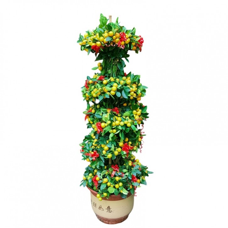 PREMIUM Kumquat 5-tier x 150cm(H) 四季桔 Four Season Lime