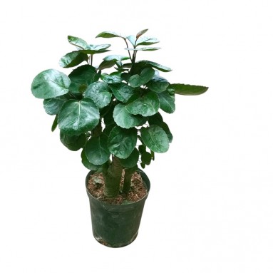 Polyscias Scutellaria