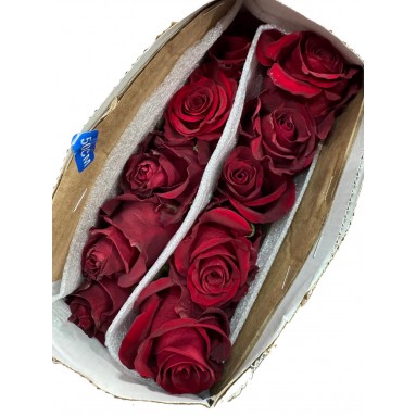 [Festive] FreshCut Rose (Kenya / Vietnam)