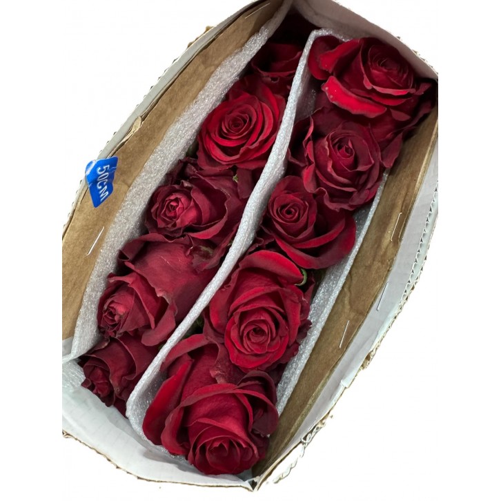 [Festive] FreshCut Rose (Kenya / Vietnam)