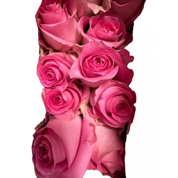 [Festive] FreshCut Rose (Kenya / Vietnam)