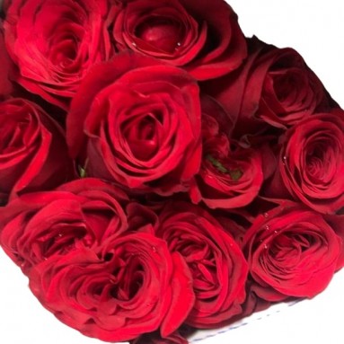 [Festive] FreshCut Rose (India)