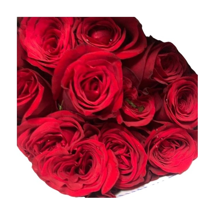 [Festive] FreshCut Rose (India)