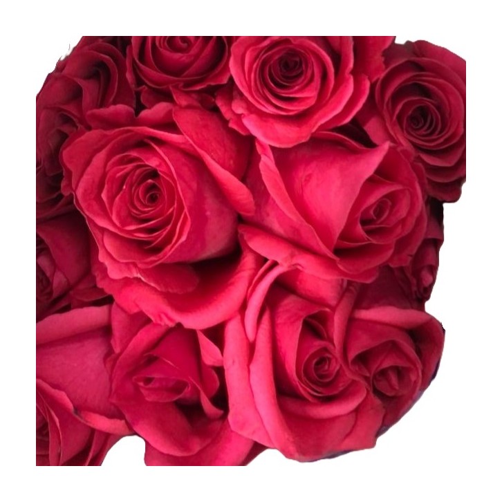 [Festive] FreshCut Rose (India)