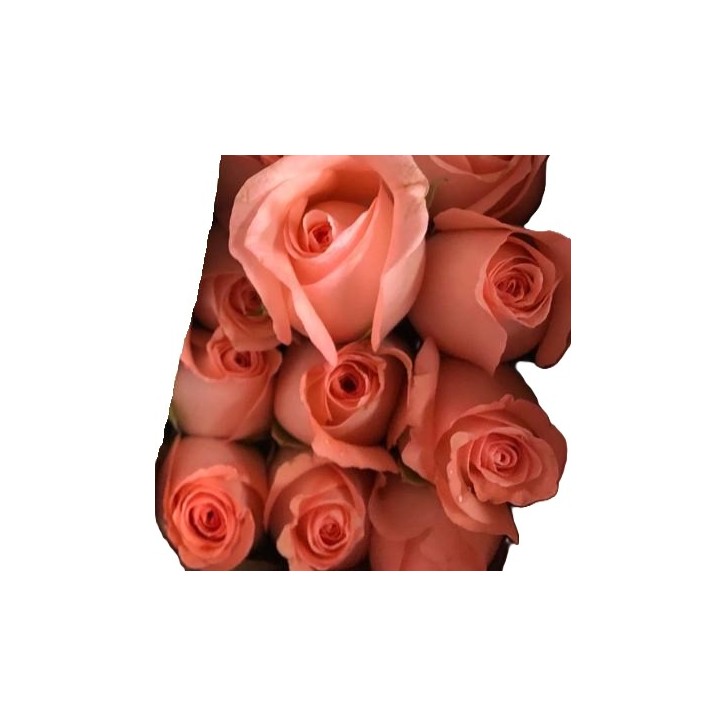 [Festive] FreshCut Rose (India)