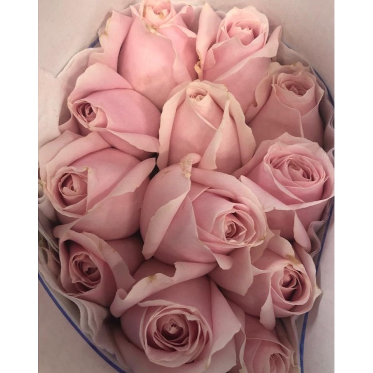 [Festive] FreshCut Rose (India)