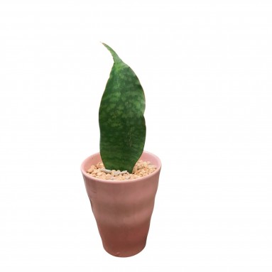 Sansevieria Masoniana (Whale Fin Snake Plant)