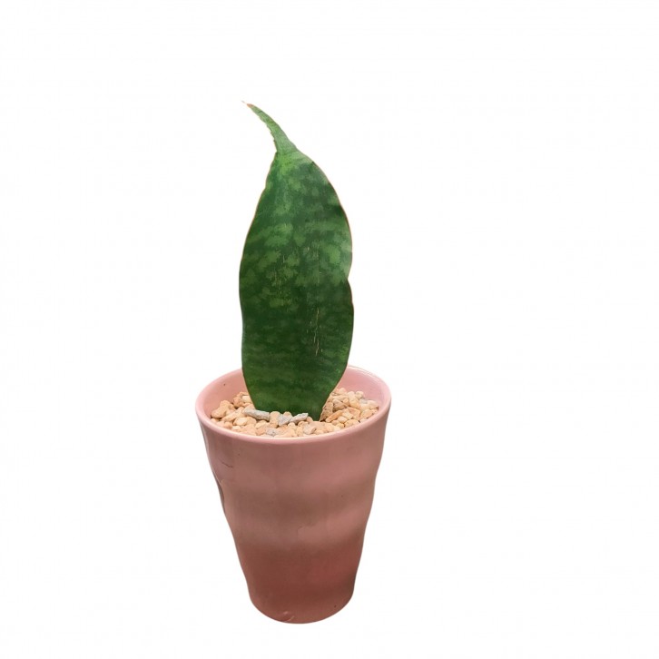 Sansevieria Masoniana (Whale Fin Snake Plant)