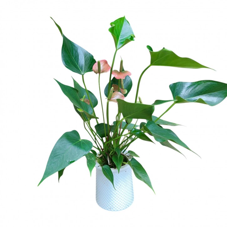 Anthurium in Hydro Pot 火鹤花 (Flamingo Flower)