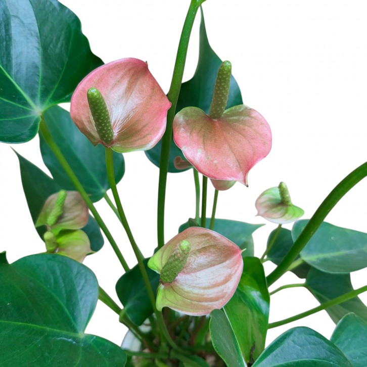 Anthurium in Hydro Pot 火鹤花 (Flamingo Flower)