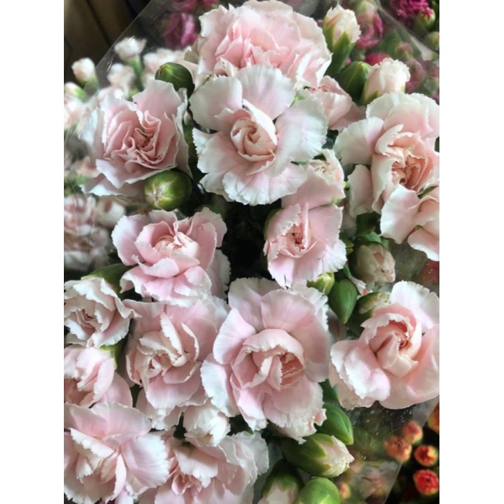 FreshCut Carnation Spray