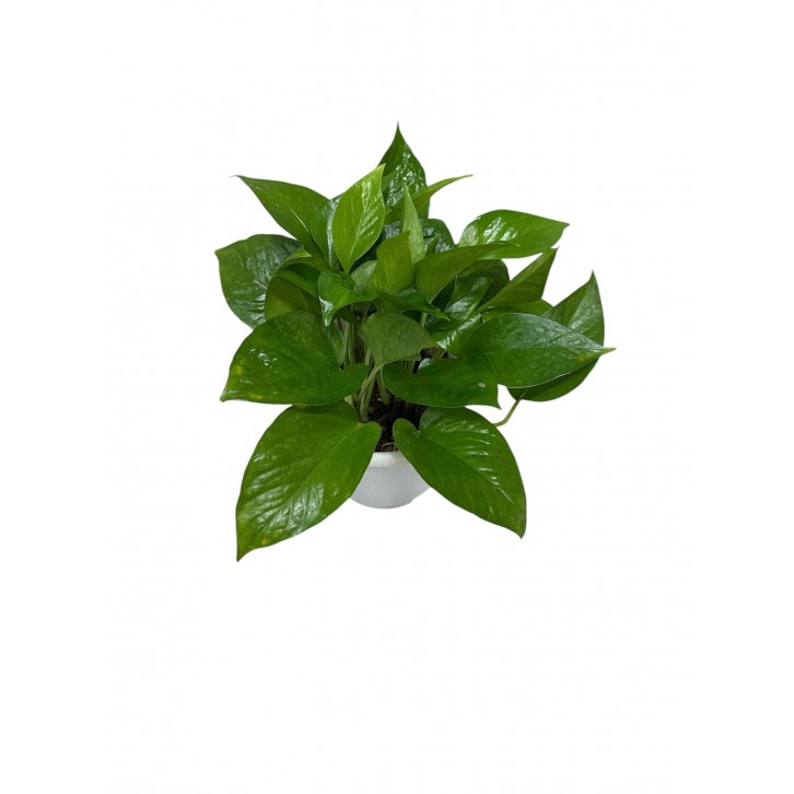 Epipremnum Aureum (Money Plant)