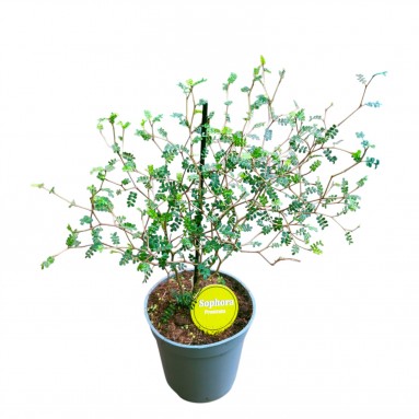 Sophora prostrata 'Little Baby'