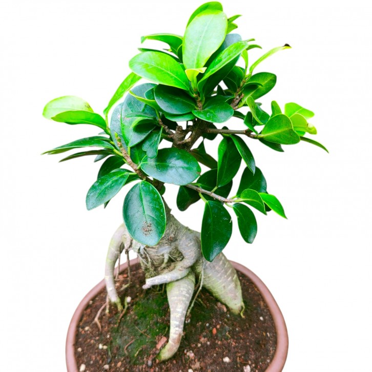 Ficus Microcarpa bonsai (Ginseng Ficus)