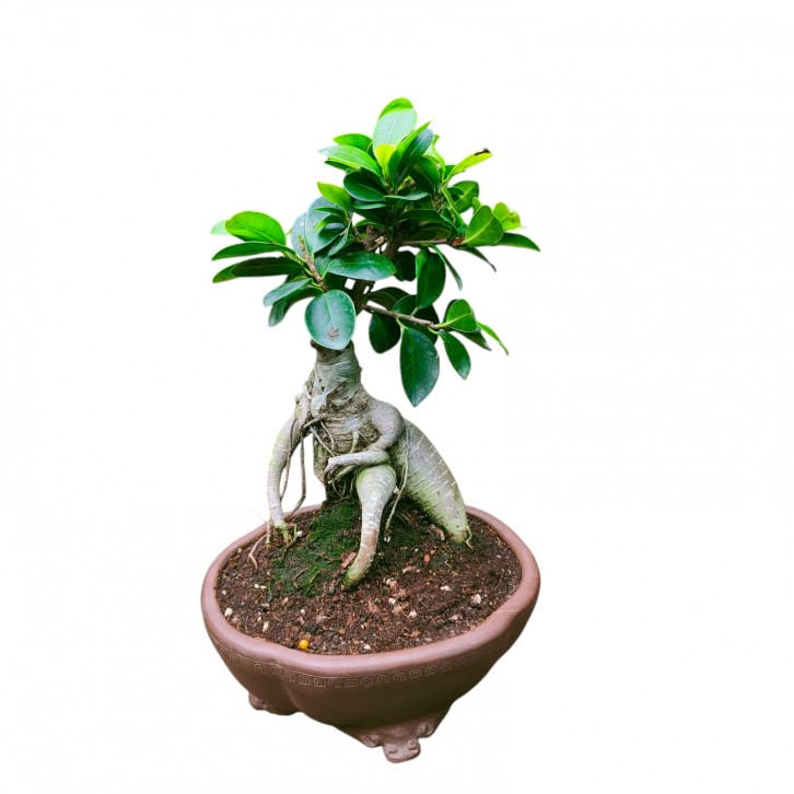Ficus Microcarpa bonsai (Ginseng Ficus)