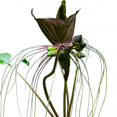Tacca chantrieri