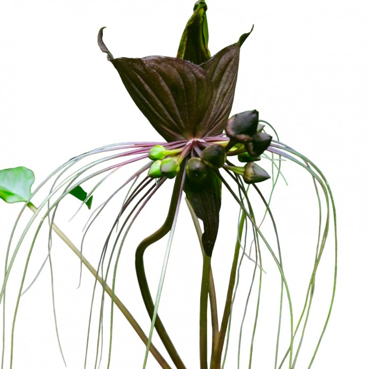 Tacca chantrieri