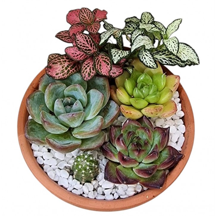 Potted Succulent Gift