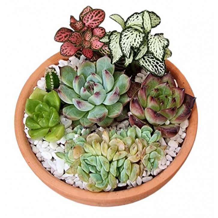 Potted Succulent Gift