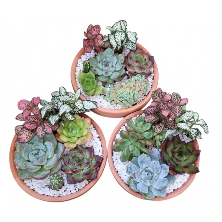 Potted Succulent Gift