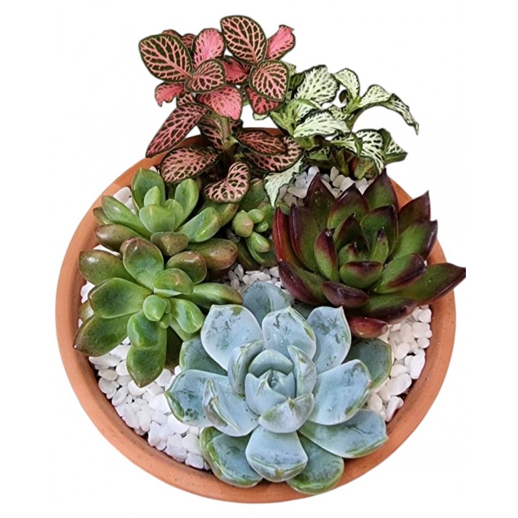 Potted Succulent Gift