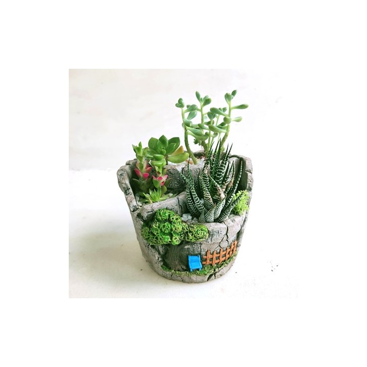 Potted Succulent Gift