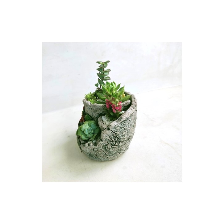 Potted Succulent Gift