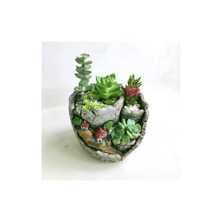 Potted Succulent Gift