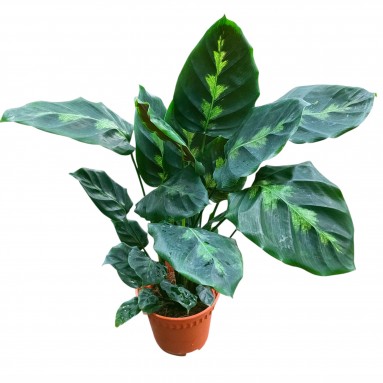 Calathea Vietchiana