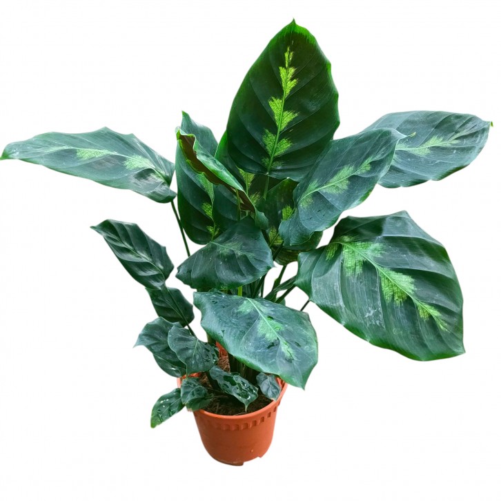 Calathea Vietchiana