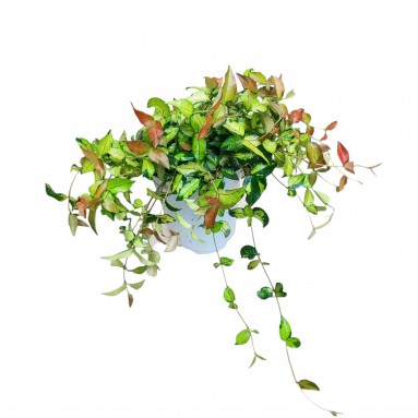 Trachelospermum Asiaticum 'Ogon Nishiki' (Asiatic Jasmine)