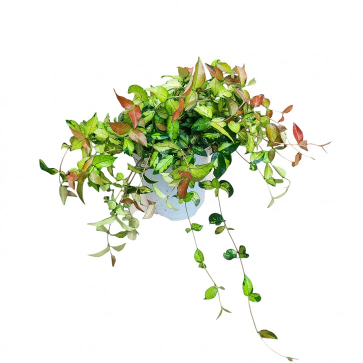 Trachelospermum Asiaticum 'Ogon Nishiki' (Asiatic Jasmine)