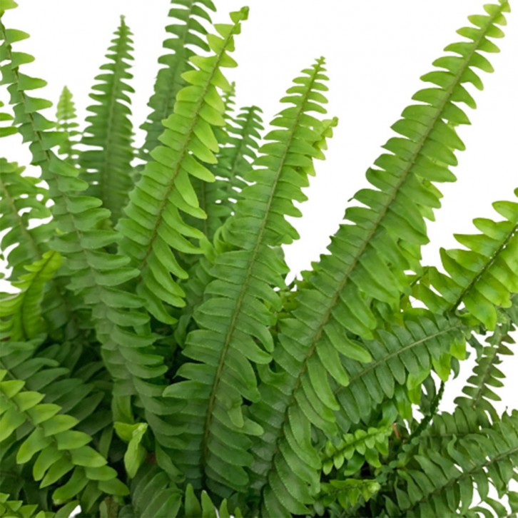 Boston Fern (Nephrolepis Exaltata)