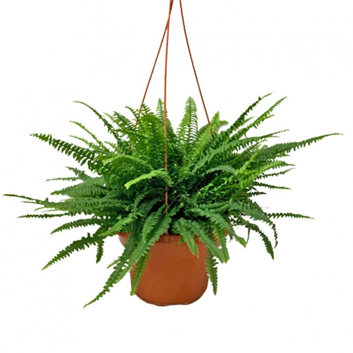 Boston Fern (Nephrolepis Exaltata)