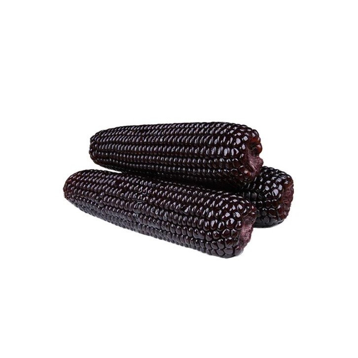 Corn (Zea mays)