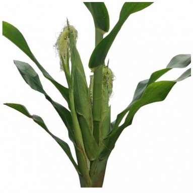 Corn (Zea mays)