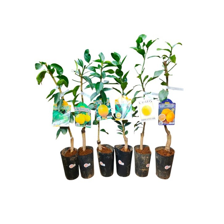 Lemon Tree - Citrus assorted (Japan)