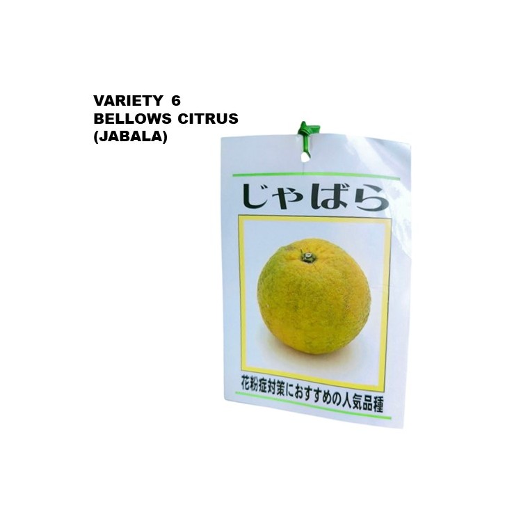 Lemon Tree - Citrus assorted (Japan)