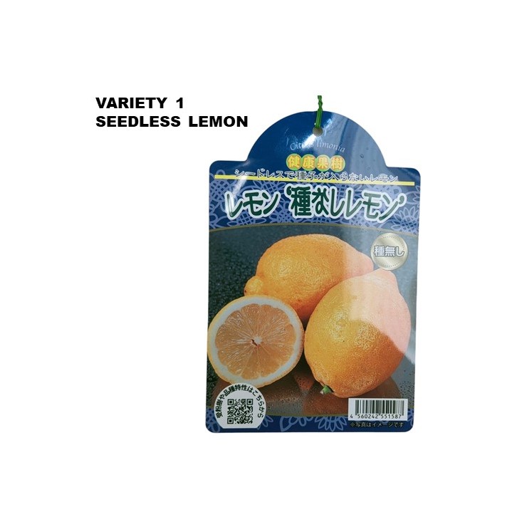 Lemon Tree - Citrus assorted (Japan)