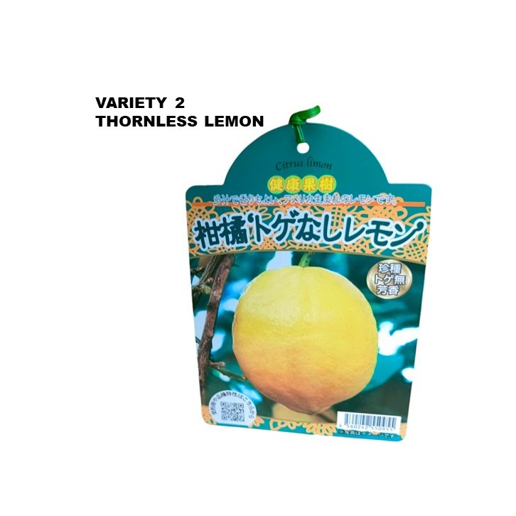 Lemon Tree - Citrus assorted (Japan)