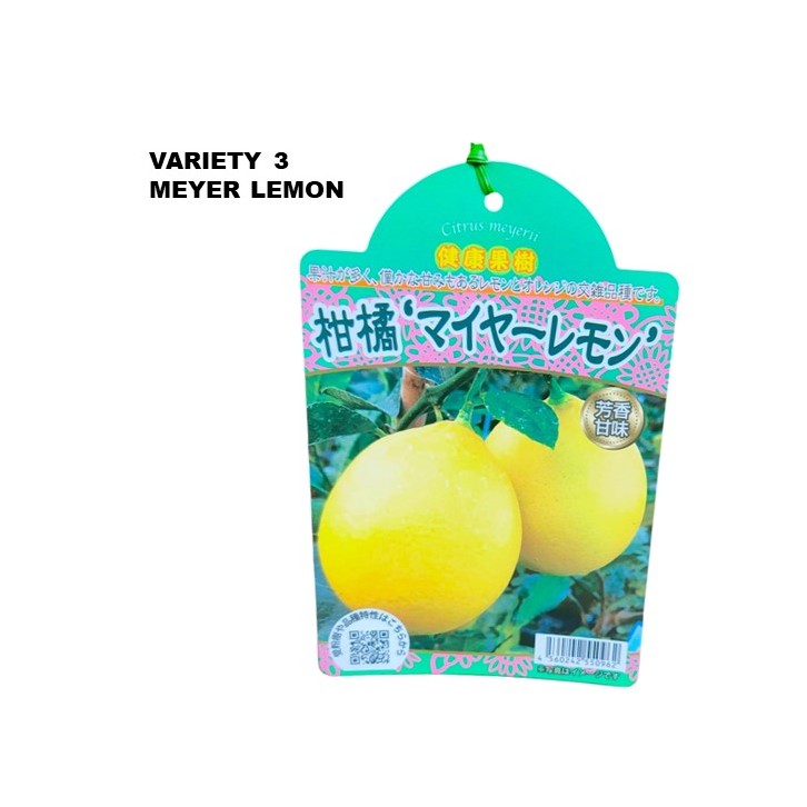 Lemon Tree - Citrus assorted (Japan)