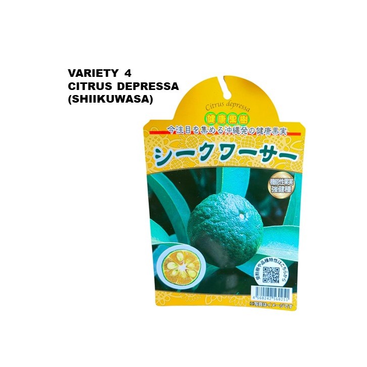 Lemon Tree - Citrus assorted (Japan)