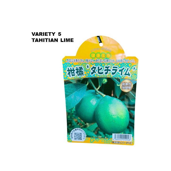 Lemon Tree - Citrus assorted (Japan)