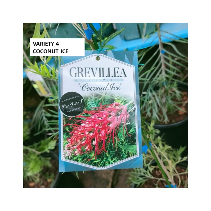 Grevillea